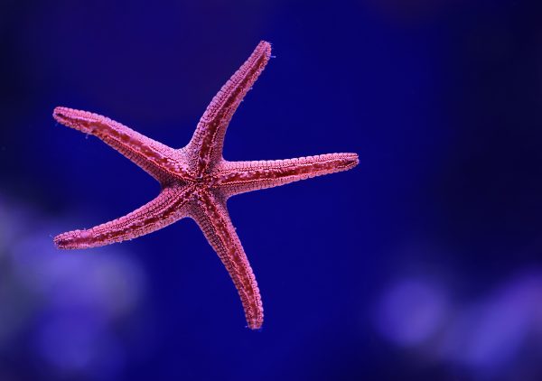 gestion_redes_sociales_aquarium_san_sebastian