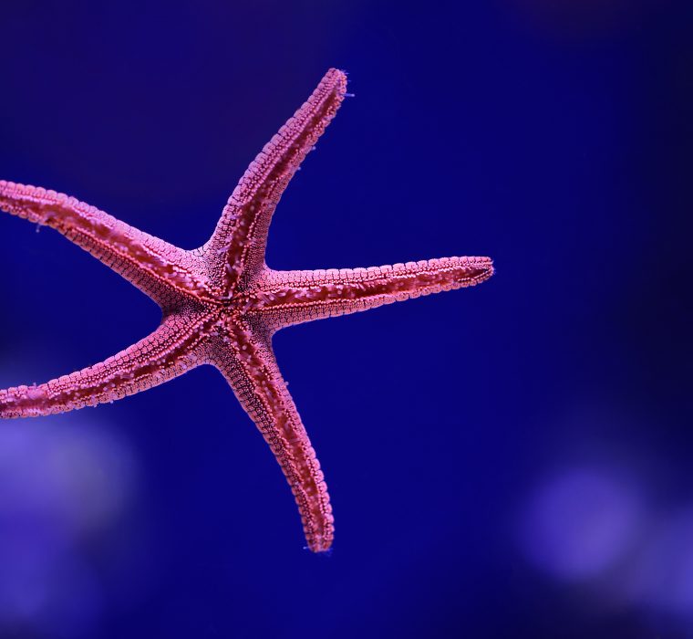 gestion_redes_sociales_aquarium_san_sebastian